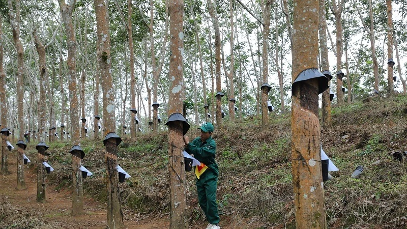 Công nhân Công ty cổ phần cao-su Điện Biên cạo mủ tại vườn cây thuộc xã Hua Thanh, huyện Điện Biên. 