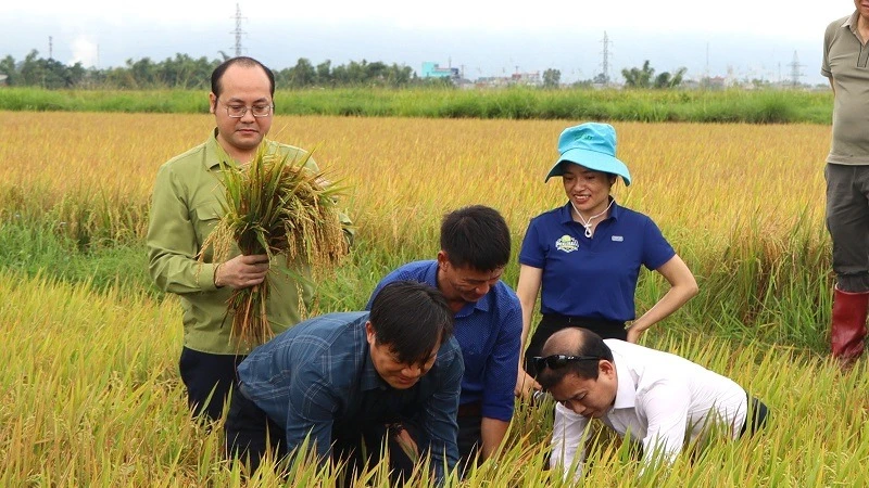 Ông Lê Xuân Cảnh, Giám đốc Sở Nông nghiệp và Môi trường tỉnh Điện Biên cùng nông dân và lãnh đạo huyện Điện Biên kiểm tra, đánh giá hiệu quả mô hình canh tác lúa thông minh giảm phát thải khí nhà kính tại huyện Điện Biên. 
