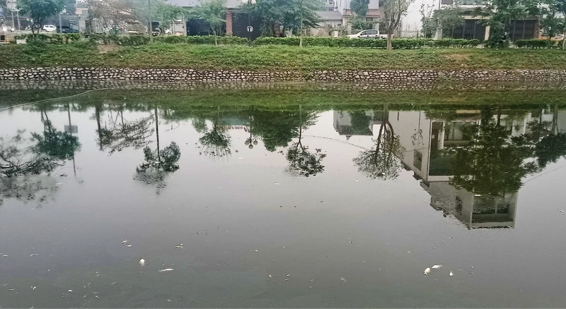 Những ngày gần đây, cá chết nhiều nổi trên mặt hồ Xương Rồng.