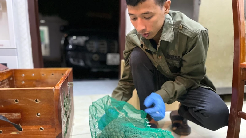 Nhân viên của SVM kiểm tra cá thể tê tê được cứu hộ.