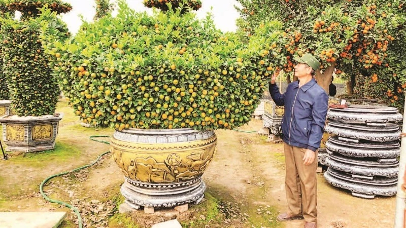 Nông dân huyện Văn Giang, tỉnh Hưng Yên chuyển đổi trồng cây cảnh cho thu nhập cao