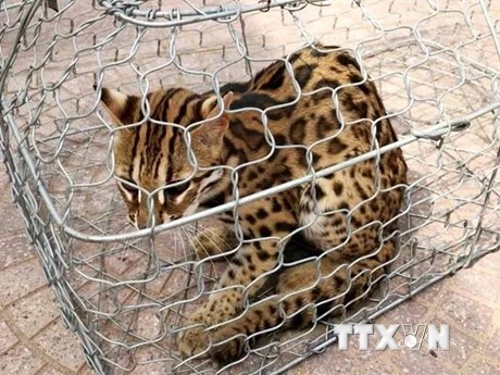 Cá thể mèo rừng có trọng lượng khoảng 3,5kg, dài 60cm, lông màu vàng nhạt và có đốm đen. Ảnh: TTXVN.