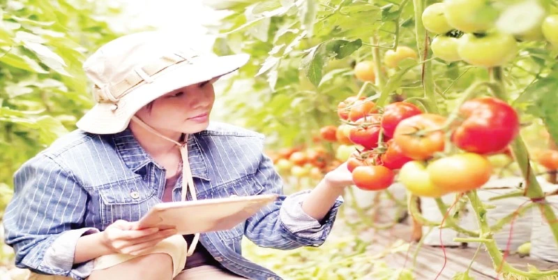 Tham gia chương trình “tick xanh trách nhiệm” các đơn vị cung cấp phải bảo đảm chất lượng nông sản theo tiêu chuẩn.