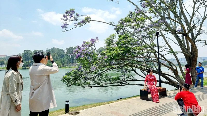 Đà Lạt mùa hoa phượng tím.