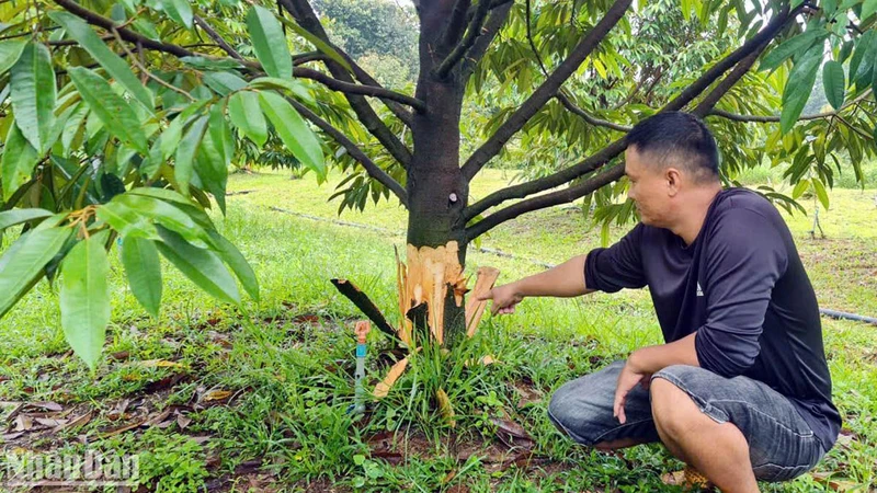 Anh Trung bên cây sầu riêng bị kẻ xấu đẽo gốc trong vườn của gia đình mình.