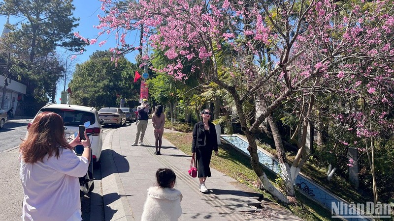 Hoa mai anh đào Đà Lạt bung cánh đúng dịp Tết thu hút khách du xuân. 