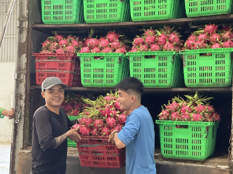 Thanh long tại vườn có giá từ 14.000 đến 17.000 đồng/kg.