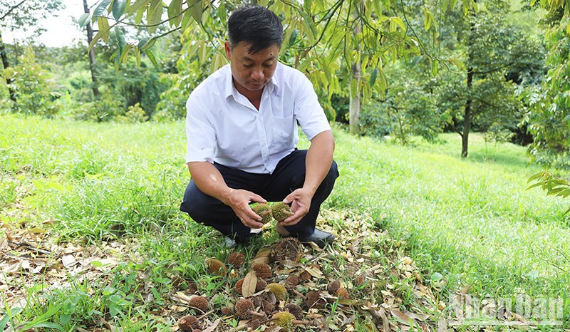 Mưa trái mùa khiến bông và trái sầu riêng non rụng hàng loạt ở một số xã của huyện Đạ Huoai, tỉnh Lâm Đồng.