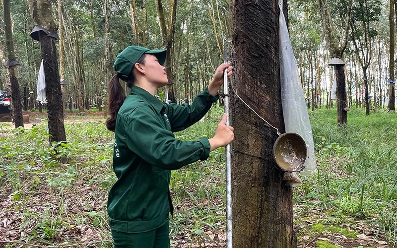 Công nhân khai thác mủ cao-su trên vườn cây.