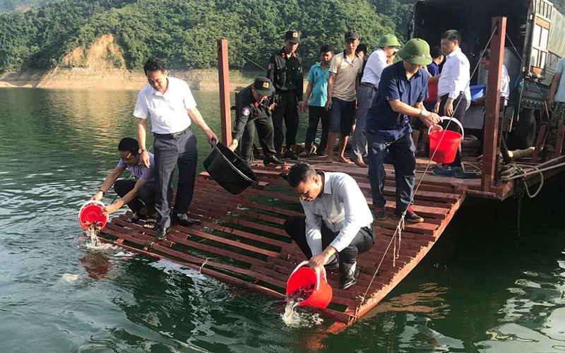Thả bổ sung cá giống tại khu vực Cảng nước nghiêng, lòng hồ thủy điện Sơn La.