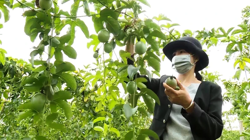 Diện tích chanh dây của tỉnh Đắk Nông đạt chứng nhận theo các tiêu chuẩn chiếm tỷ lệ rất nhỏ, khoảng 15%.