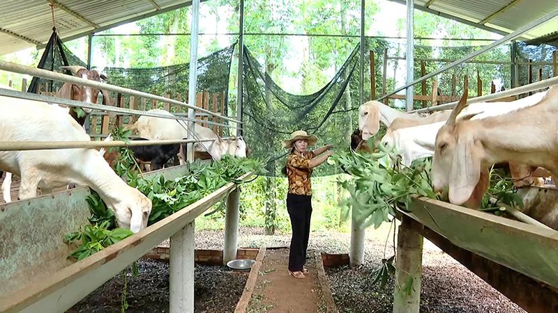 Nhờ thành công trong phát triển mô hình nuôi dê, hộ gia đình bà Hoàng Thị Hường (ngụ tại ấp Hiệp Thành, xã Quảng Thành, huyện Châu Đức) đã có cuộc sống ổn định.