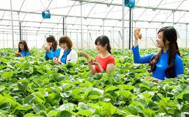 Mô hình du lịch canh nông tại Đà Lạt hấp dẫn du khách.
