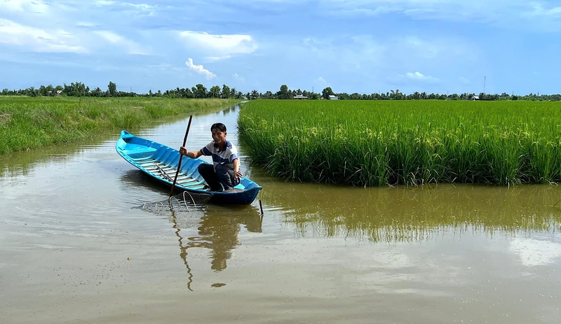 Mô hình luân canh lúa-tôm được đánh giá bền vững về kinh tế và môi trường, được nông dân nhiều tỉnh Vùng đồng bằng sông Cửu Long áp dụng. 