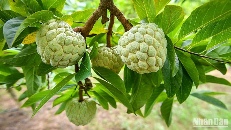 Sản phẩm na Chi Lăng của thị trấn Đồng Mỏ và xã Chi Lăng, xã Y Tịch, huyện Chi Lăng, tỉnh Lạng Sơn đạt chứng nhận sản phẩm OCOP 4 sao. (Ảnh: Thành Đạt)
