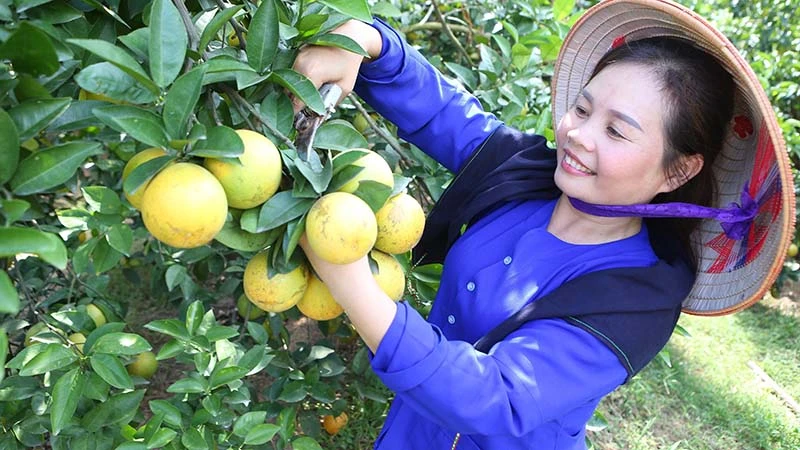 Cam trồng tại huyện Lạng Giang, Bắc Giang. (Ảnh: Thành Đạt)