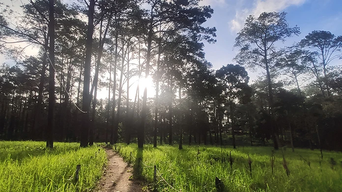 Rừng thông trên núi Kirirom thuộc tỉnh Kampong Speu. (Ảnh minh họa: Nguyễn Hiệp)