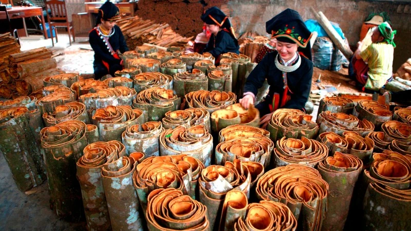 Cây quế đem lại giá trị kinh tế cao cho nông dân tỉnh Yên Bái.