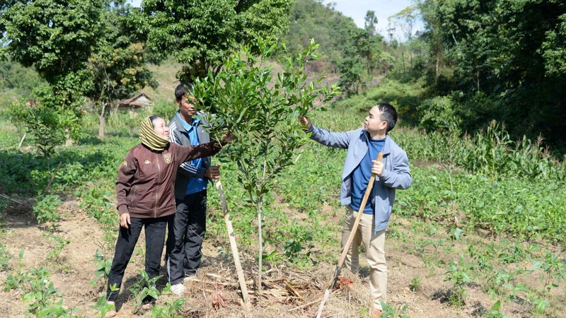 Trồng cây mắc-ca là hướng làm giàu, thoát nghèo của nhiều hộ dân các xã đang nỗ lực về đích nông thôn mới.