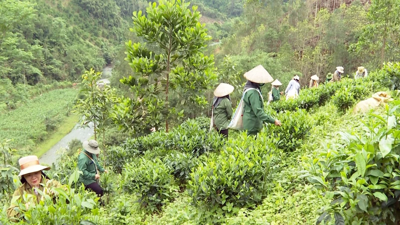 Thu hái chè tại Tổ hợp tác chè Bản Dao, xã Đôn phong, huyện Bạch Thông. (Ảnh: HƯƠNG DỊU)