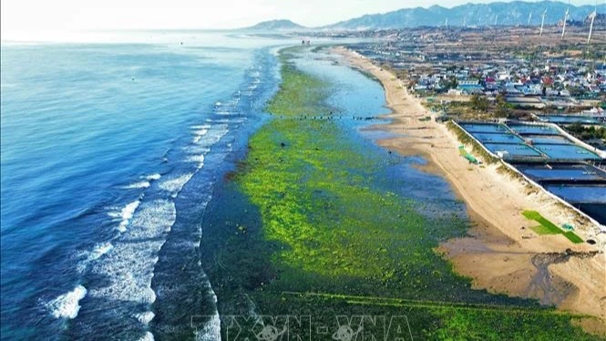 Cảnh sắc độc đáo của cánh đồng rong biển ở thôn Từ Thiện (xã Phước Dinh, huyện Thuận Nam, tỉnh Ninh Thuận).