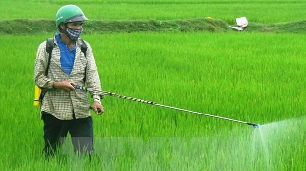 Người dân phun thuốc bảo vệ thực vật phòng trừ sâu bệnh cho lúa. (Ảnh: TTXVN)