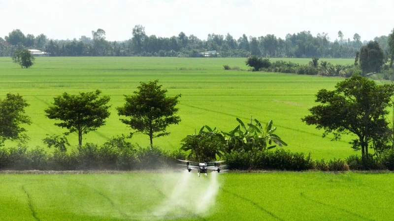 Phun thuốc bảo vệ thực vật cho lúa.