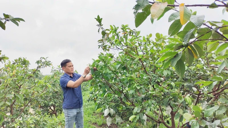 Giám đốc Hợp tác xã dịch vụ nông nghiệp Di Trạch (xã Di Trạch, huyện Hoài Đức, Hà Nội) Nguyễn Hữu Quang chăm sóc vườn ổi. 