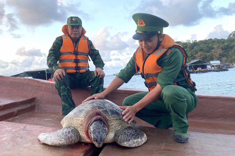Cán bộ Đồn Biên phòng Thổ Châu đưa rùa ra biển thả về lại đại dương. (Ảnh: Đồn Biên phòng Thổ Châu cung cấp). 
