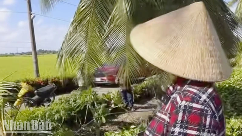 Lấy cây cột cờ sắt để hái dừa, vợ chồng ở Kiên Giang bị điện giật tử vong. 