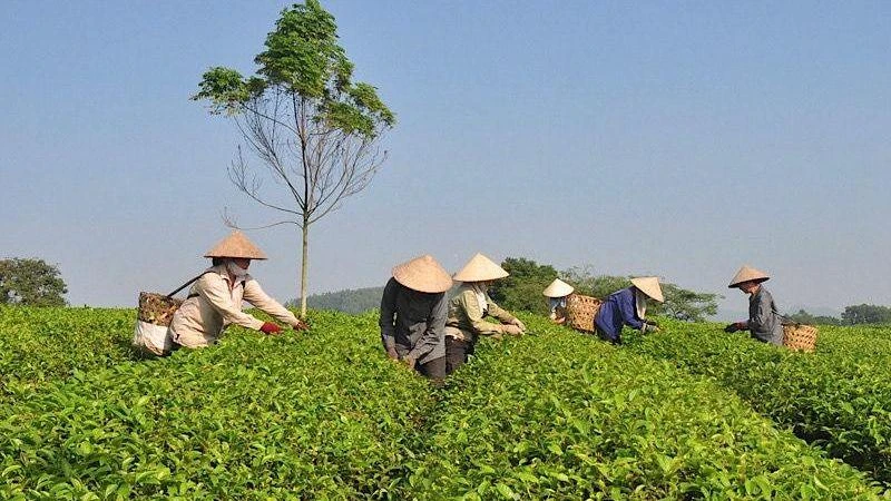 Vùng chè của Tổ hợp tác Hương chè Vĩnh Tân (huyện Sơn Dương, Tuyên Quang). 