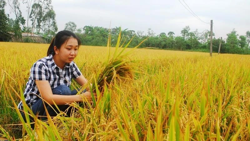 Lúa VD20 được trồng tại xã Tăng Hòa, huyện Gò Công Đông (Tiền Giang). 