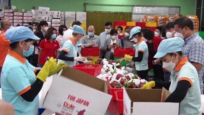 Sơ chế thanh long xuất khẩu sang thị trường Nhật Bản tại Công ty TNHH Hoàng Phát, thị trấn Tầm Vu, huyện Châu Thành, Long An.