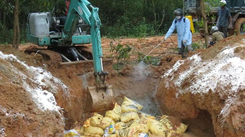 Lực lượng chức năng Quảng Ngãi tiêu hủy gia cầm mắc bệnh.