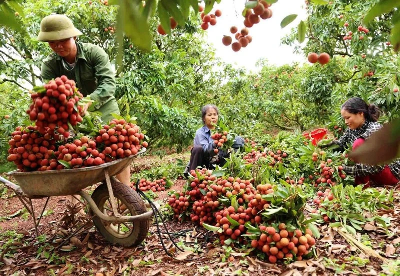 Xuất khẩu vải thiều đón nhận tín hiệu vui từ đầu vụ.