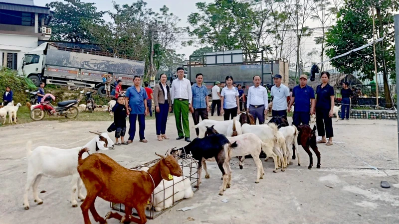 Hỗ trợ dê giống cho các hộ gia đình theo Dự án phát triển sản xuất chăn nuôi dê sinh sản liên kết theo chuỗi giá trị trên địa bàn huyện Sơn Dương.