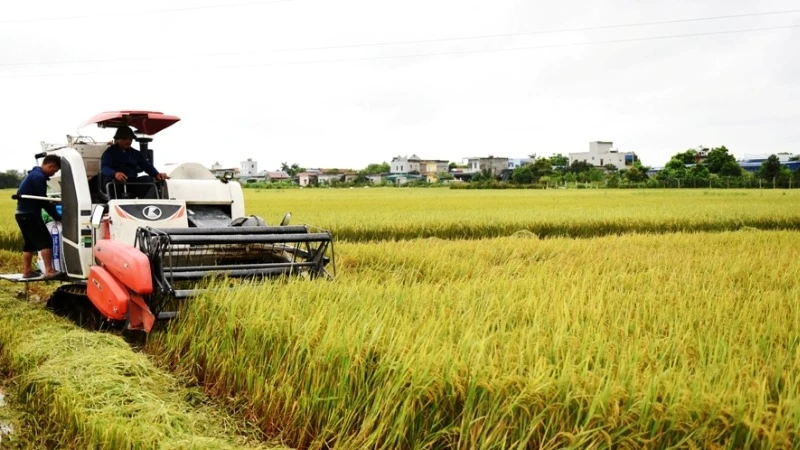 Đất đai ở tỉnh Nam Định có độ phì nhiêu cao, thuận lợi cho việc phát triển nông nghiệp, cần được quản lý chặt chẽ, hiệu quả, khai thác tối ưu tiềm năng. (Ảnh: XUÂN TRƯỜNG)