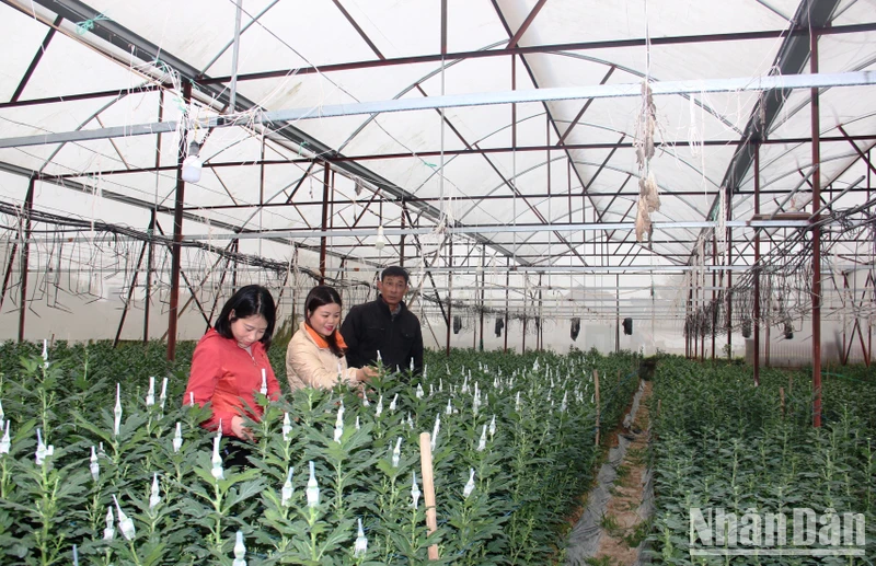 Ông Trương Hữu Phương, thôn Xuân Sơn 1, đang bọc lưới cho hoa cúc.
