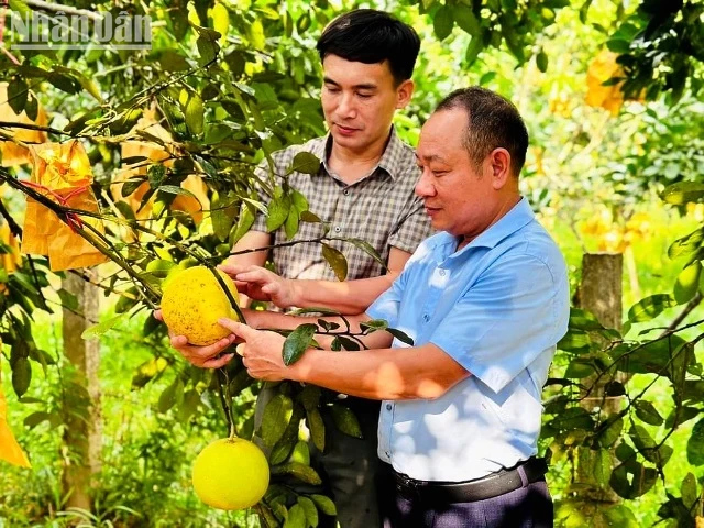 Sản lượng bưởi Phúc Trạch năm nay ước đạt hơn 21.000 tấn, tương đương giá trị 500 tỷ đồng.