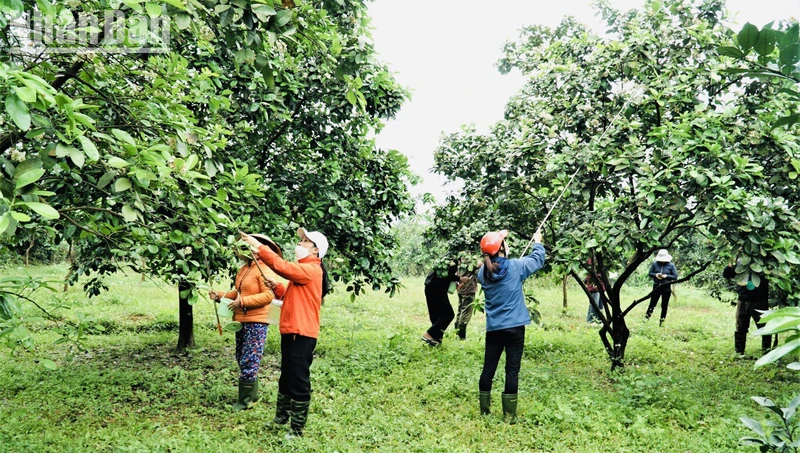 Bà con nông dân tranh thủ thời tiết thuận lợi "se duyên"cho bưởi Phúc Trạch.