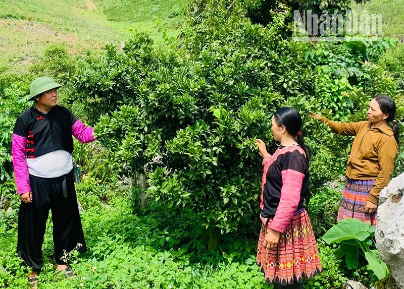 Ông Tráng A Cao, bản Hua Tạt, xã Vân Hồ, huyện Vân Hồ, hướng dẫn kỹ thuật chăm sóc cam Đường Canh cho người dân trong xã.