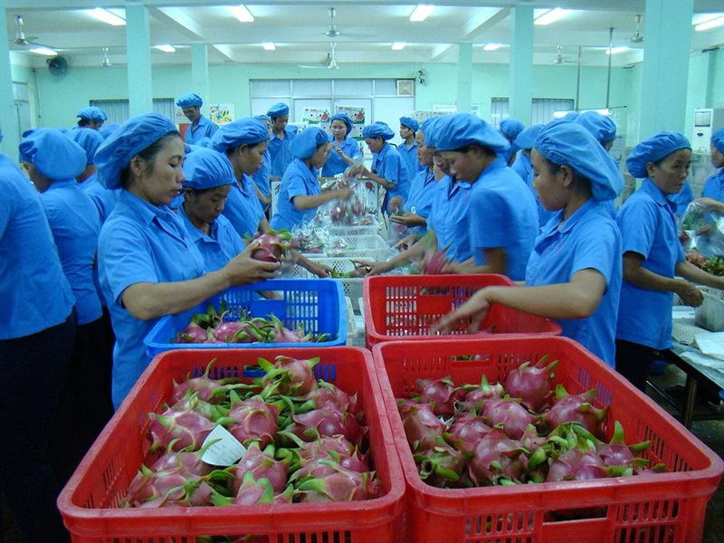 Xuất khẩu nông sản đối diện nhiều khó khăn.