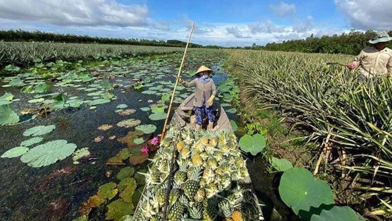 Dứa, một trong những nông sản chủ lực của Hậu Giang.