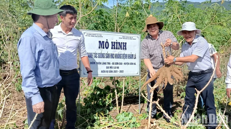 Giống sắn HN3 trồng thí điểm tại Quảng Ngãi không xuất hiện triệu chứng bệnh virus khảm lá và cho năng suất khá cao. 
