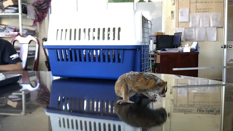 Cá thể Culi được người dân giao nộp.