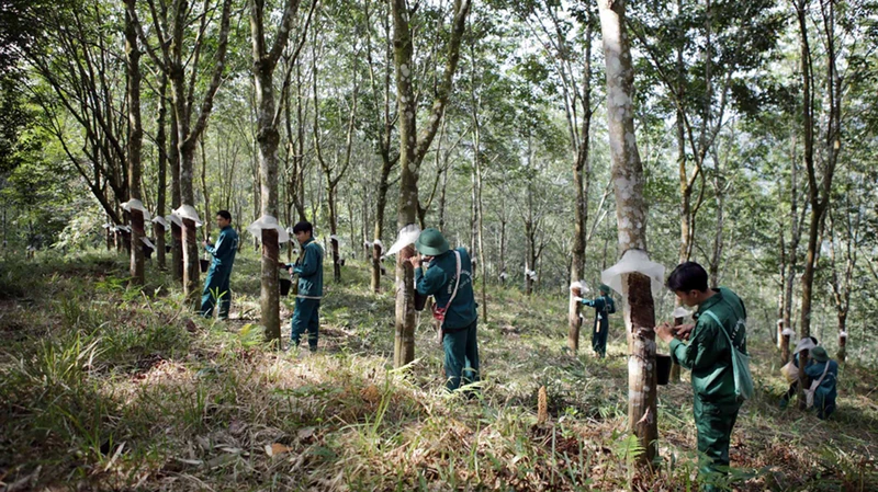 Cao su tạo việc làm cho hàng nghìn lao động là con em đồng bào các dân tộc Lai Châu.