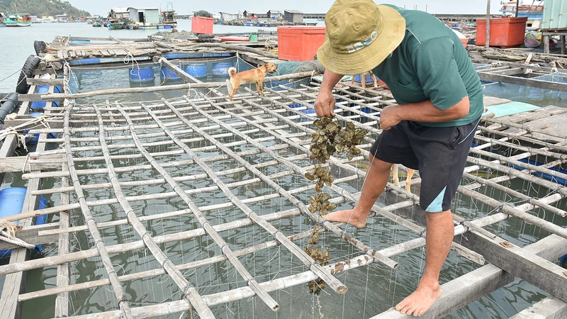 Hàu của người dân xã Hòn Tre, huyện Kiên Hải, tỉnh Kiên Giang chết nghi do nguồn nước bị ô nhiễm.