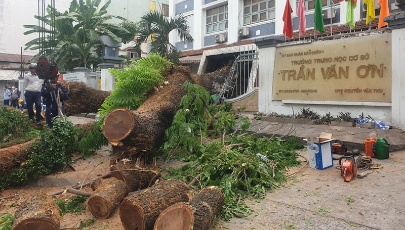 Hiện trường vụ đổ cây trước cổng Trường trung học cơ sở Trần Văn Ơn.