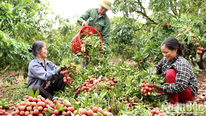 Năm 2023, trái vải thiều đã sẵn sàng lên đường “xuất ngoại”.