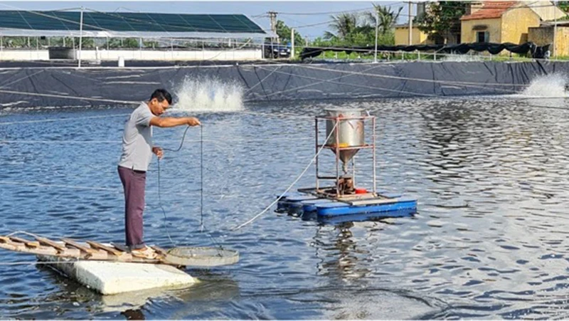 Quy trình nuôi tôm 3 giai đoạn của Công ty cổ phần Thủy sản Tân An, thị xã Quảng Yên, tỉnh Quảng Ninh.